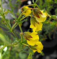 Image result for Hermannia eenii