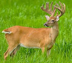 Buck meaning, definition, what is buck: Velvet Underground Your Top Seven Locations For Tagging A V