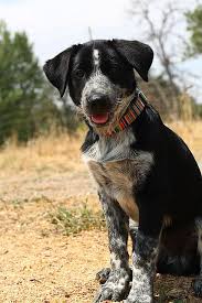 Black Australian Cattle Dog Blue Heeler Great Pyrenees Blue Heeler Australian Cattle Dog Mix Cattle Dogs Mix Australian Cattle Dog Mix Dogs