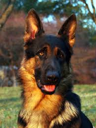 Puppy is sold to the bearing family. New Jersey German Shepherd Puppies Breeders Nj Puppy