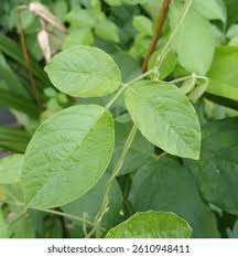 Image result for Pleurolobus