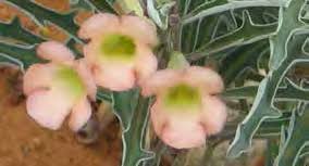 Image result for Pterodiscus aurantiacus