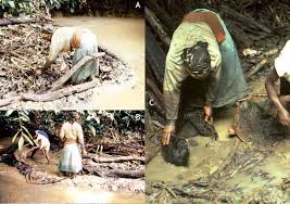 Image result for Hypselodelphys scandens