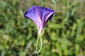 Image result for Ipomoea heterotricha