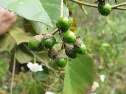 Image result for Cordia monoica