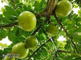Dikenali dengan kayu gallery labu ke rumahnya. Amie S Little Kitchen Berkenalan Dengan Buah Labu Kayu Buah Maja Delima Batu Applewood