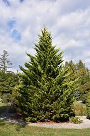 I noticed that their tips are turning brown in spots. Gold Rider Leyland Cypress Cupressocyparis X Leylandii Gold Rider In Fayetteville Springdale Rogers Bentonville Ar Arkansas Ar At Westwood Gardens