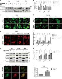 Jeffery charles wade (born october 8, 1963) is the head coach of the university of hawaii men's volleyball program. Tmem74 Promotes Tumor Cell Survival By Inducing Autophagy Via Interactions With Atg16l1 And Atg9a Cell Death Disease