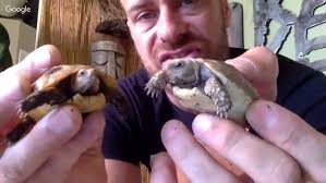Reptile Love & Baby Tortoise Talk