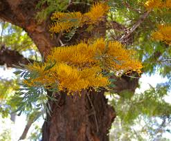 Image result for Grevillea robusta