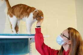 Waggy tails also runs an advice service which deals with pet problems and can direct enquiries to the best available help if we cannot help ourselves. Animal Shelters Struggle To Meet Demand For Animals During Covid 19