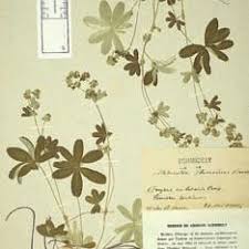 Image result for Alchemilla johnstonii