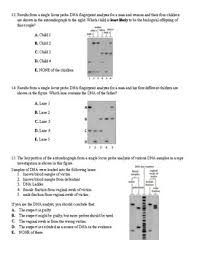 A dna fingerprint is constructed for the child, their mother, and their potential father. Dna Profiling Worksheet Answers