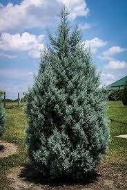 Maybe you would like to learn more about one of these? Arizona Cypress Drought Tolerant The Tree Center