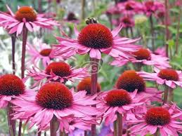 Image result for Echinacea purpurea `Magnus`