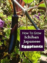 How To Grow Ichiban Japanese Eggplants