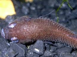 Symptoms Of Dropsy In Betta Fish Fish Care
