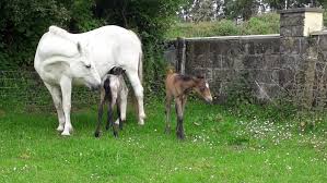 You can help to expand this page by adding an image or additional information. Cheeky Connemara Twin Foals Make Surprise Arrival Horse Hound