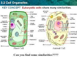 The organelles only found in animal cell are. 3 2 Cell Organelles Homework In The Middle