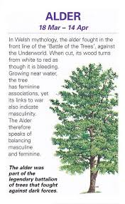 Tree Lore Alder Celtic Tree Astrology Celtic Tree Healing Herbs