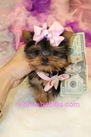 Besondere unterkünfte zum kleinen preis. Teacup Yorkie Puppies For Sale In Panama City Fl And With It Stock Market Wives Tales