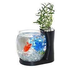 Easy Maintenance With 0 75 Gallons It S Easy To Clean And To Change Water In Just A Few Minutes Includes Planter Betta Fish Bowl Betta Fish Tank Betta Fish