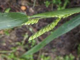 Image result for Eriochloa
