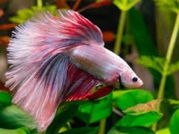 This carnivorous fish species thrives on aquatic worms and fallen insects in the wild. Btrdtoasgzvgm