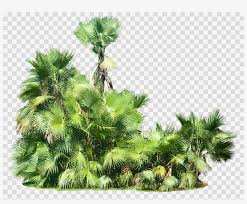 8 high quality tropical plant clipart in different resolutions. Download Tropical Plants Png Clipart Tropics Tropical Tropical Plants Png Transparent Png 900x700 Free Download On Nicepng