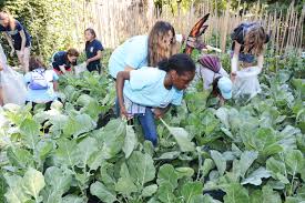 Many people are scared to cook fresh collards for the hassle of having to wash away the grit and fearing the texture note: Ursuline Students Harvest Bronx Garden To Feed Poor And Sick Catholic New York