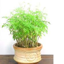 Moringa Seeds Picture More Detailed Picture About 5pcs New Arrival Home Garden Plant Moringa Seeds Family Bonsai Moringa Seeds Tree Seeds Home Garden Plants