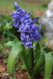 Check spelling or type a new query. Fascinating Meaning And Symbolism Of Hyacinth Flower Florgeous