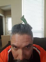 I can still hear him screaming “Cobraaaa!”.