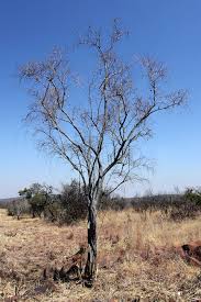 Image result for Diplorhynchus condylocarpon