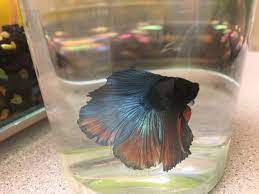 Other factors that affect what size betta tank you should buy. 10 Easy Steps To Cleaning Your Betta Fish Tank By Sophie Passerini Medium