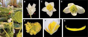 Image result for Mitrasacmopsis