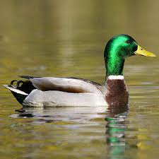 نتیجه جستجوی لغت [canard] در گوگل