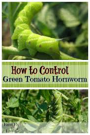 Check spelling or type a new query. Control Green Tomato Hornworms Farm Fit Living