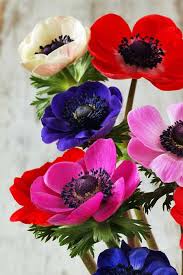 In order to avoid cutting too many, i please be aware that hellebore seeds and all parts of the plant are toxic to dogs, cats, and. Poisonous Plants 11 Common Varieties Are A Health Risk