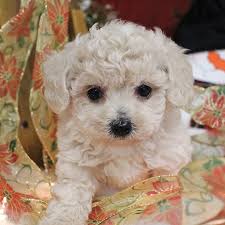Small, licensed, reputable breeder offers poochon puppies for sale. 10 Cutest Dog Breeds