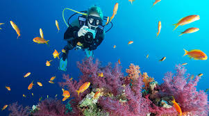 Centre of na'ama bay, sharm el sheikh 46619 egypt. Camel Hotel And Dive Club Dive The Red Sea Scuba Travel