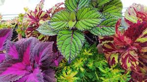 Image result for Coleus rhodesianum