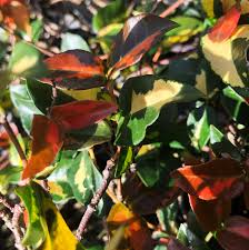 Minima Jasmine SUMMER SUNSET Tropical Rare Red Variegation Live Groundcover  Fragrant Flowers Plant Starter Size 4 Inch Pot Emerald R : Emerald Goddess  Gardens