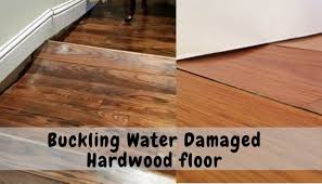 I talked to jill about how to repair wood kitchen flooring, and possibly installing an inlay border as an option. Hardwood Floor Buckling Water Damage Floor Techie
