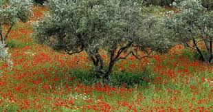 Olive Gif Find Share On Giphy Olive Tree Greek Garden Mediterranean Garden