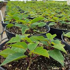 Poinsettia svg cutting file, poinsettia cut file, poinsettia cutting file, christmas flower svg,pointsetta svg,vinyl cutting file,cricut did you scroll all this way to get facts about poinsettia cut files? What Does The Poinsettia Mean To You Lynde Greenhouse Nursery