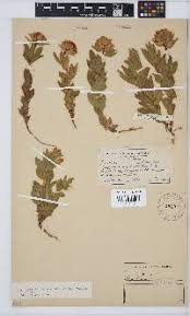 Image result for Argyrolobium tomentosum