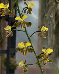 Image result for Eulophia dactylifera