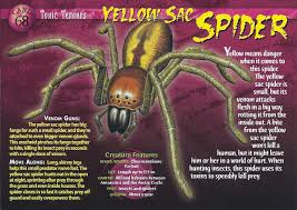 Image result for yellow sac spider bite skin