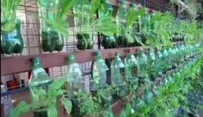 Antara tanaman yang boleh dilakukan di dalam pasu kecil atau bekas diy ialah: Cara Menanam Sayuran Di Botol Aqua Bekas Di Pekarangan Rumah Cara Sehat Serhamo